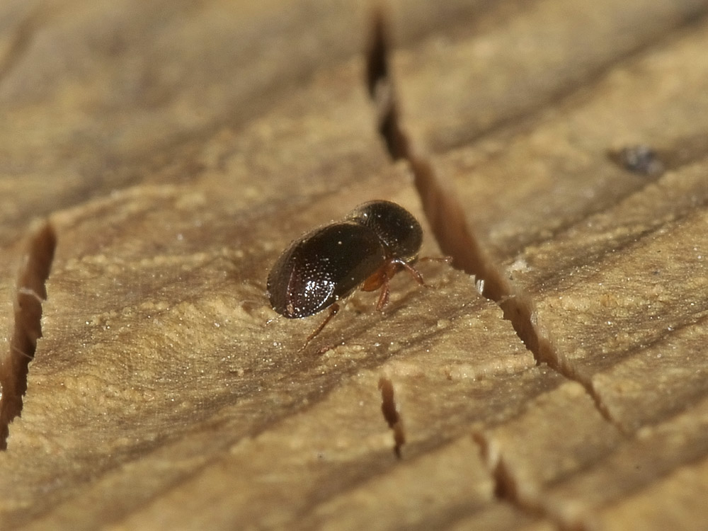 Xyleborus germanus (Scolytidae)